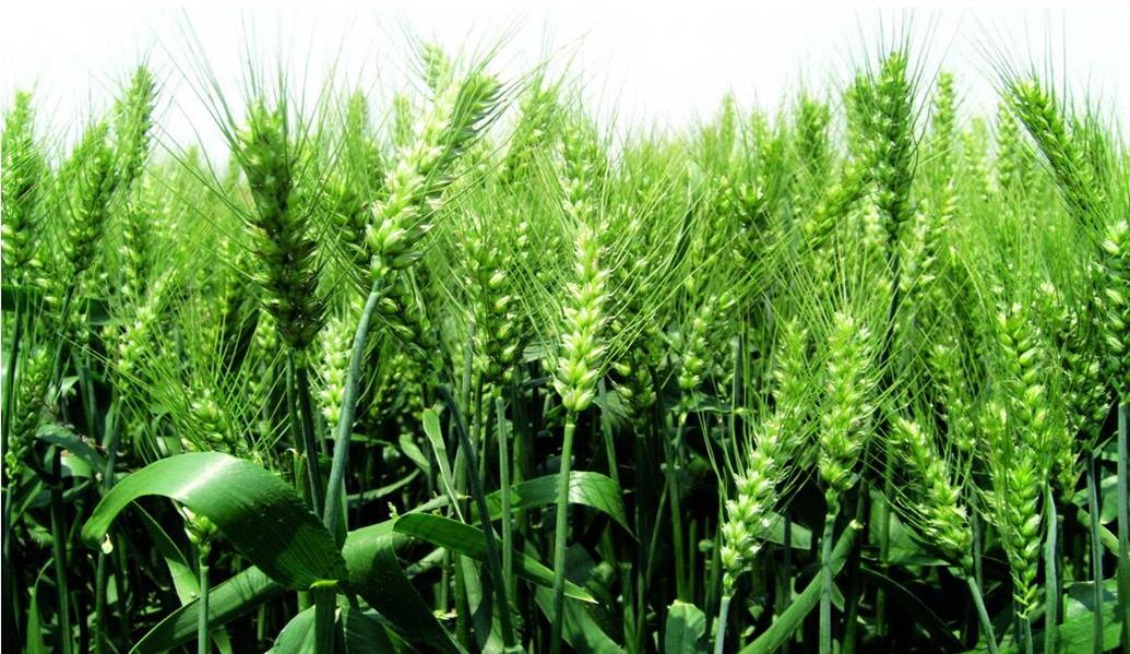 Gestion des engrais de blé